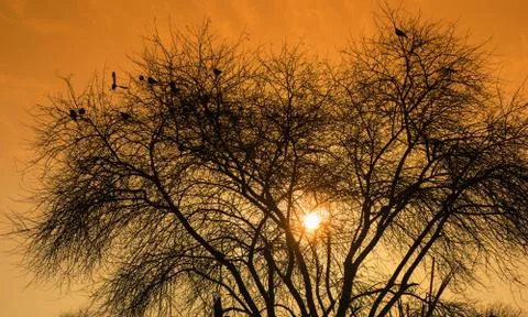 Landscape image of sunset on a tree in fall season Stock Photos