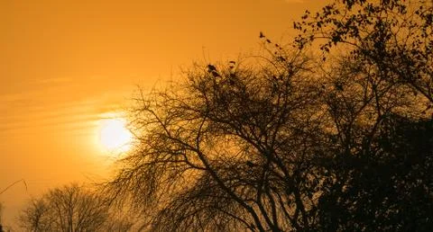 Landscape image of sunset on a tree in fall season Stock Photos