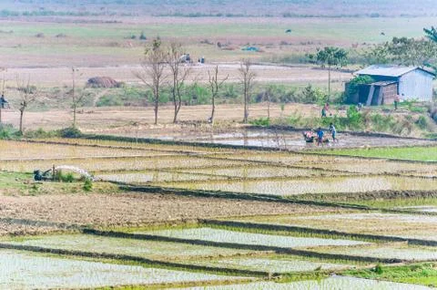 Landscape of Indian rice fields with workers. Stock Photos