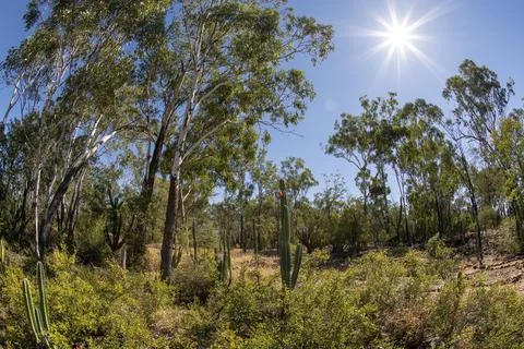 Landscape Infested With Prickly Pear Under Glaring Sun, Fish Eye Lens Stock Photos