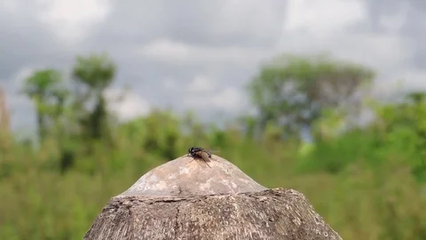 Landscape insect fly nature Stock Footage 93440401