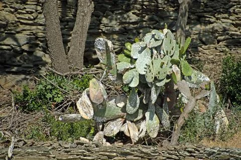 Landscape of insect infested Prickly pear opuntia cactus during summer in C.. Stock Photos
