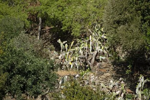 Landscape of insect infested Prickly pear opuntia cactus during summer in C.. Stock Photos