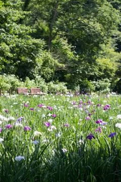 Landscape of Iris garden Stock Photos