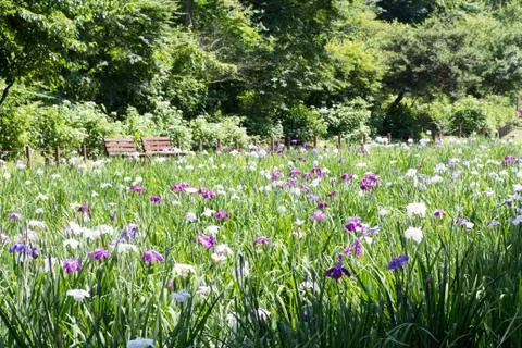 Landscape of Iris garden Stock Photos