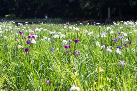 Landscape of Iris garden Stock Photos