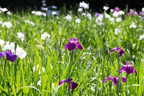 Landscape of Iris garden Stock Photos