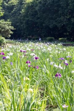 Landscape of Iris garden Stock Photos