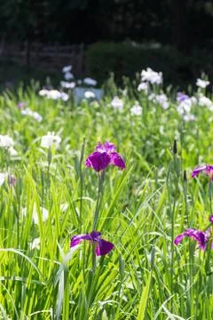 Landscape of Iris garden Stock Photos