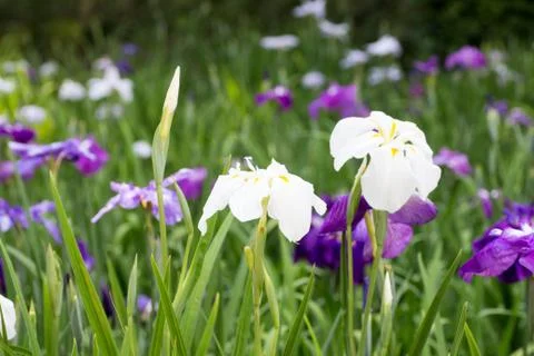 Landscape of Iris garden Stock Photos