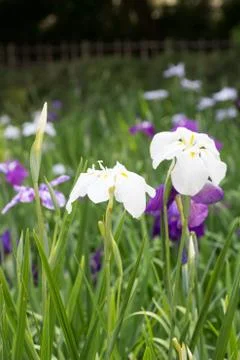 Landscape of Iris garden Stock Photos