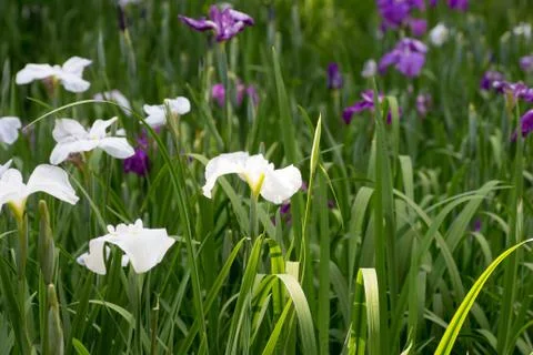 Landscape of Iris garden Stock Photos