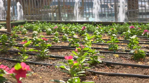 Landscape Irrigation System Stock Footage 86941399