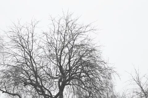 Landscape isolated trees Foto stock