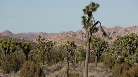 Landscape Of Joshua Trees HD Stock Footage 18174886