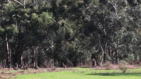 Landscape kangaroos jumping 스톡 동영상 67385687
