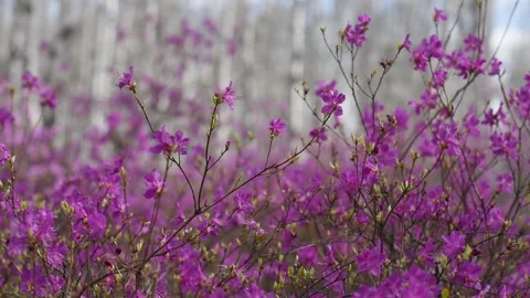 Landscape with labrador tea. Spring flowers birch in forest. Stock Footage 154534010
