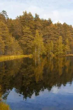 Landscape lake and forest Stock Photos