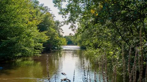 Landscape lake in Epping forest Stock Photos