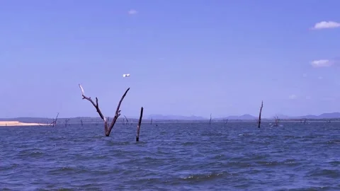 Landscape with a lake. Stock Footage 246985089