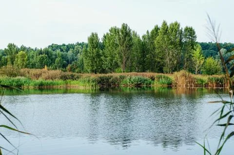 Landscape: lake in the forest Stock Photos