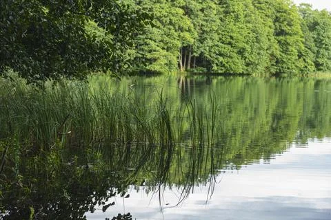 The landscape of the lake with the reflection of the forest that grows on t.. Stock Photos