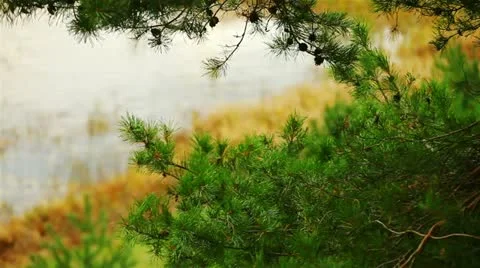 Landscape, lakeside forest. Stock Footage 12557217