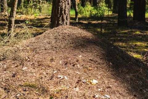 Landscape with a large anthill in a pine forest Foto stock