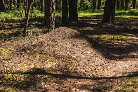 Landscape with a large anthill in a pine forest Stock Photos