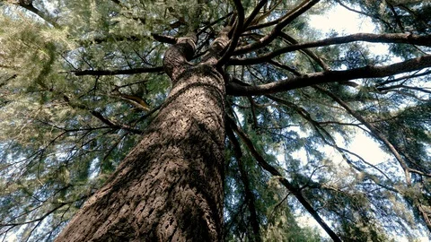 Landscape of large cedar tree in the Botanical garden. Madrid. Spain. 4K Stock Footage 129489550