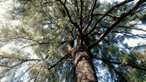 Landscape of large cedar tree in the Botanical garden on summer sunny day. 4K Stock Footage 129489930
