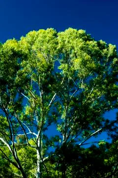 Landscape of a large tree on blue sky at sunset Stock Photos