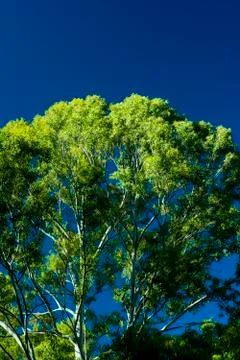 Landscape of a large tree on blue sky at sunset Stock Photos