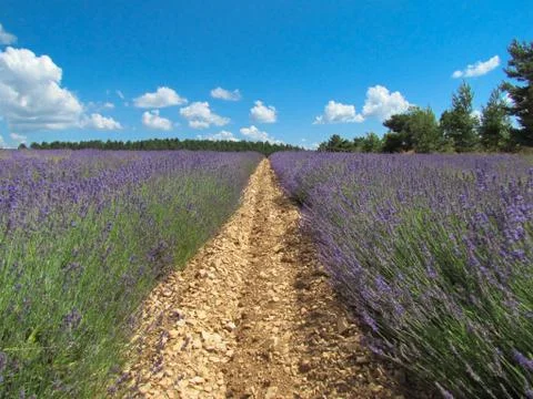 Landscape of lavender field at Sault (France) Stock Photos