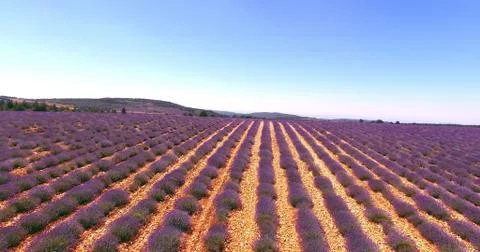 Landscape with lavender fields Stock Photos