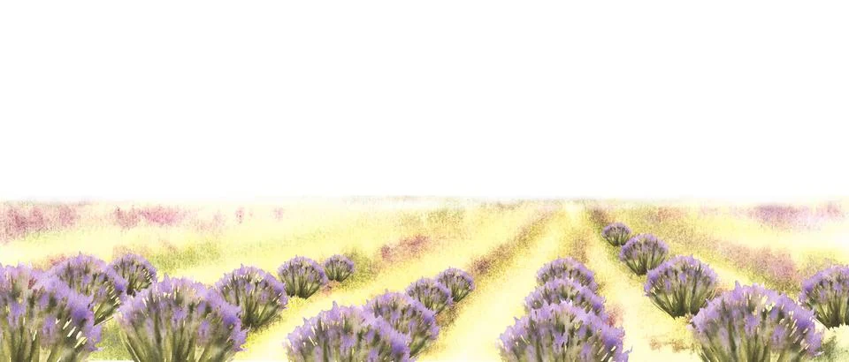 Landscape. Lavender fields of Provence in bloom. Summer in France Watercolor Stock Illustration