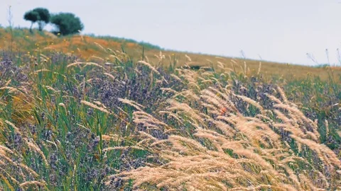 Landscape of lavender fields at sunset Stock Footage 77131367