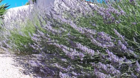 Landscape with lavender plant. Stock Footage 77723960