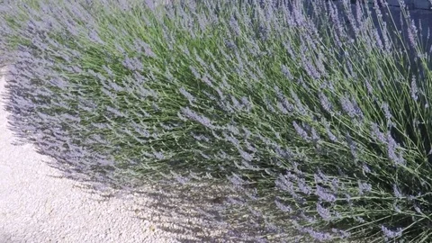 Landscape with lavender plant. Video stock 77724074