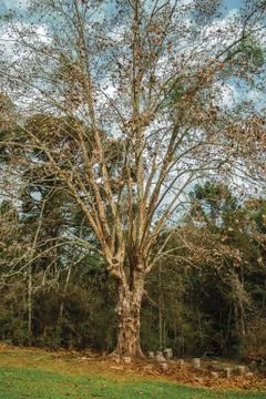 Landscape with leafless big tree amid lush forest Stock Photos