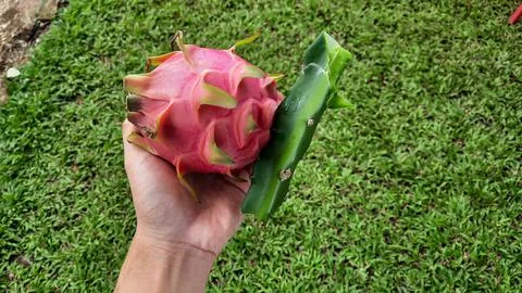 Landscape, Left hand holding red dragon fruit with tree trunk on grass backgr Stock Photos