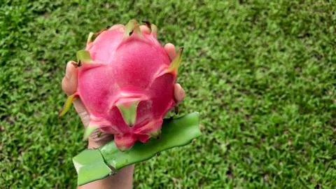 Landscape, Left hand holding red dragon fruit with tree trunk on grass backgr Stock Photos