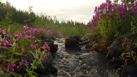 Landscape lock-off of subalpine brook flowing past pink wildflowers Stock Footage 345047386