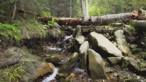 Landscape with a log and a small mountain river in the forest Stock Footage 140620562