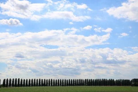 Landscape with a long row of trees all view and the background sky Stock Photos