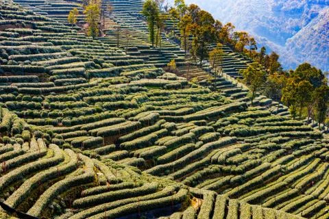 Landscape of Longjing Stock Photos