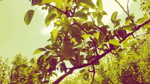 Landscape Loop tree background with blue summer sky and tree crowns with gree Stock Footage 220477662