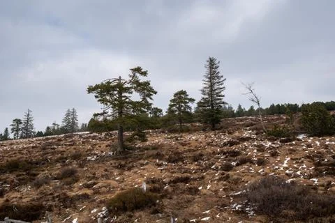 Landscape of the Lothar path in the Black Forest Stock Photos