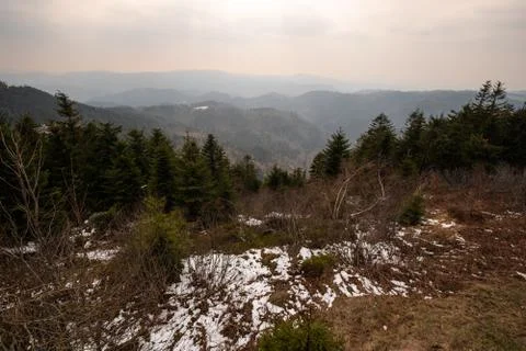 Landscape of the Lothar path in the Black Forest Stock Photos