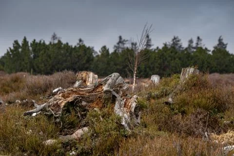 Landscape of the Lothar path in the Black Forest Stock Photos